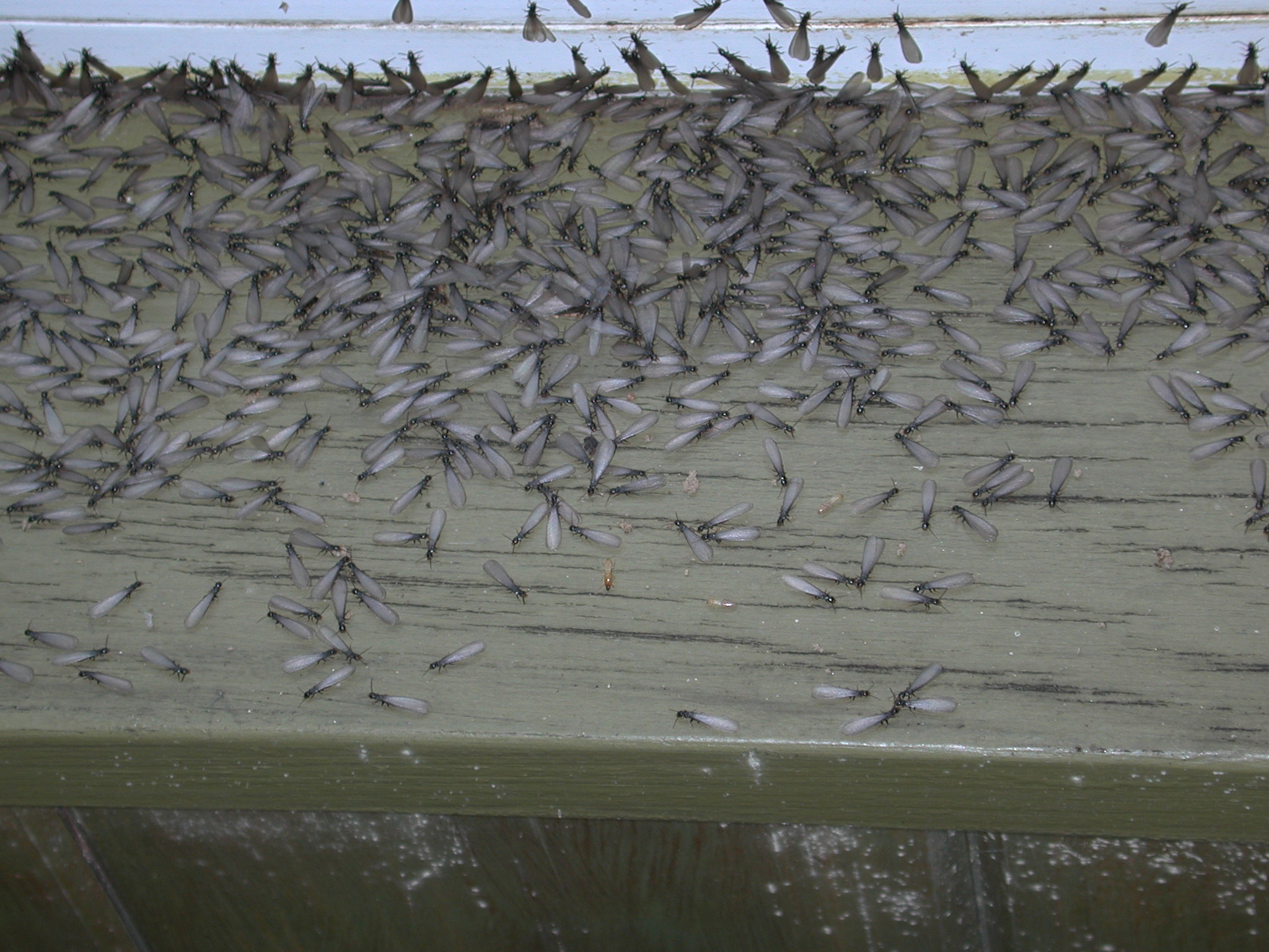 Termite infestation, swarm of termites.